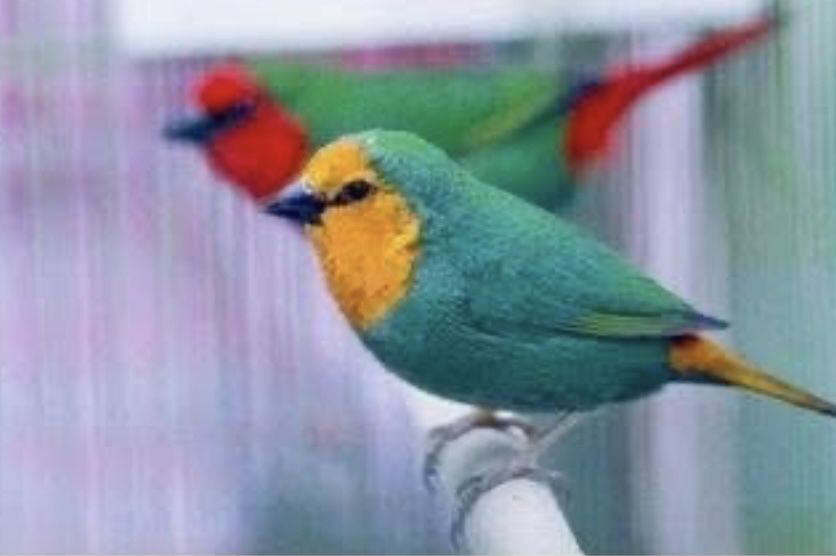 Diamantes papagaios, verde mar, áqua e lutinos