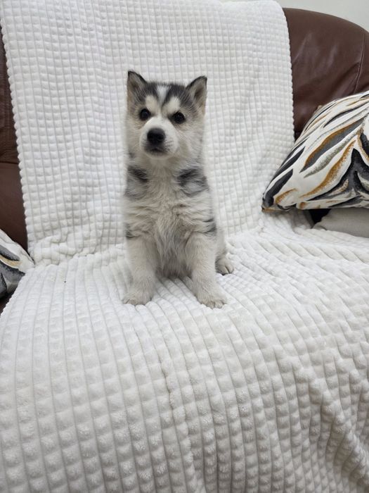 Husky femea fantastica