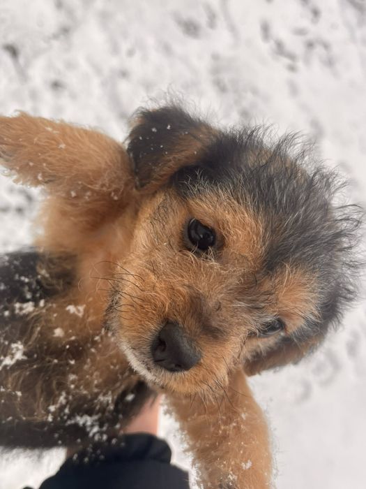 Цуценята в добрі руки
