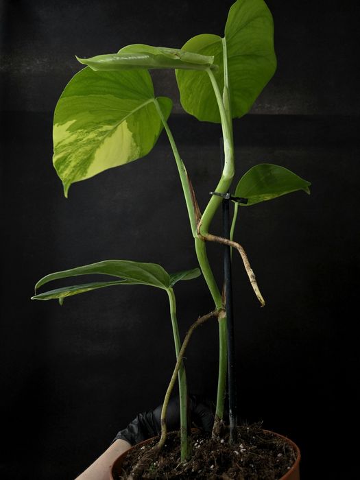 Рідкісні варієгатні колекційні рослини