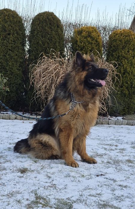 Owczarek niemiecki długowłosy.