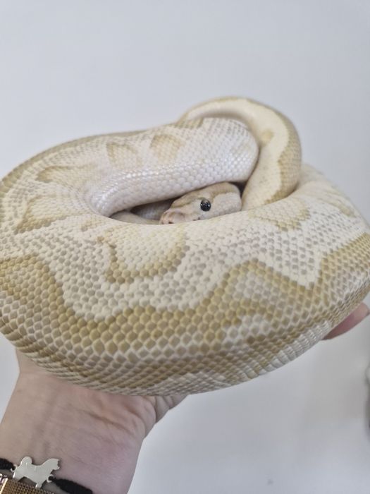 Wąż nie zbożowy Lesser Fire Clown samiec