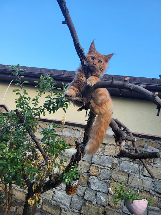 Прекрасные котята Мейн-кун с питомника