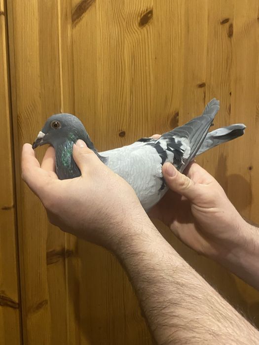 Sammiczka Kittel 2025