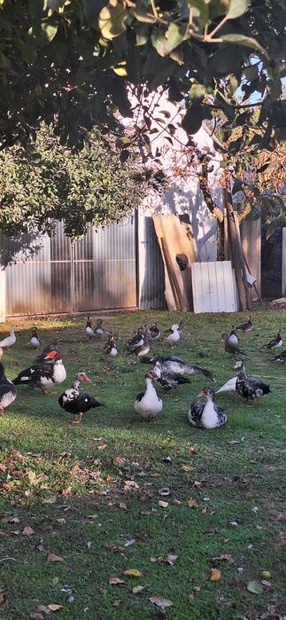 Vendo patos mandarins