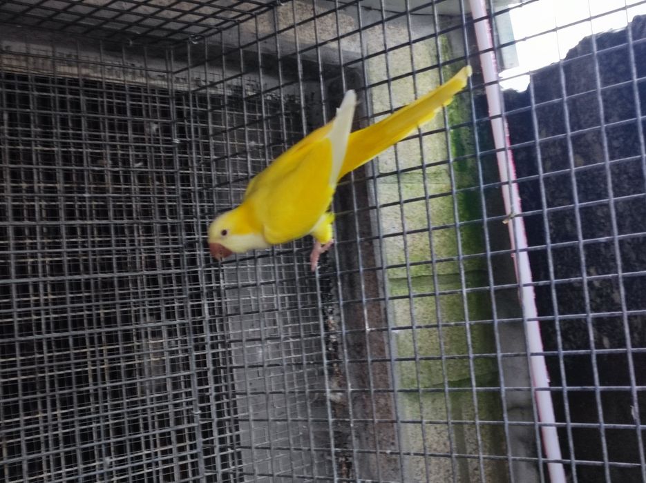 Casal kounoures Peito cinzento