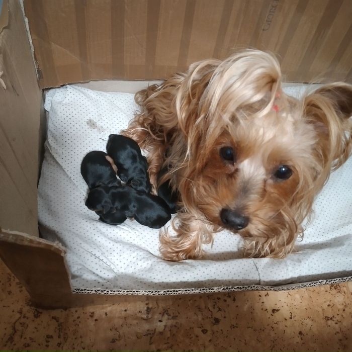 Вязка. Міні йорк