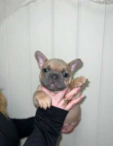 Голубо палевые щенки французского бульдога не алергики!