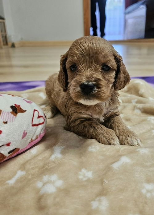 Cockapoo szczeniaczki