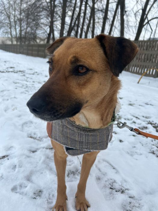 Molly poleca się do adopcji.