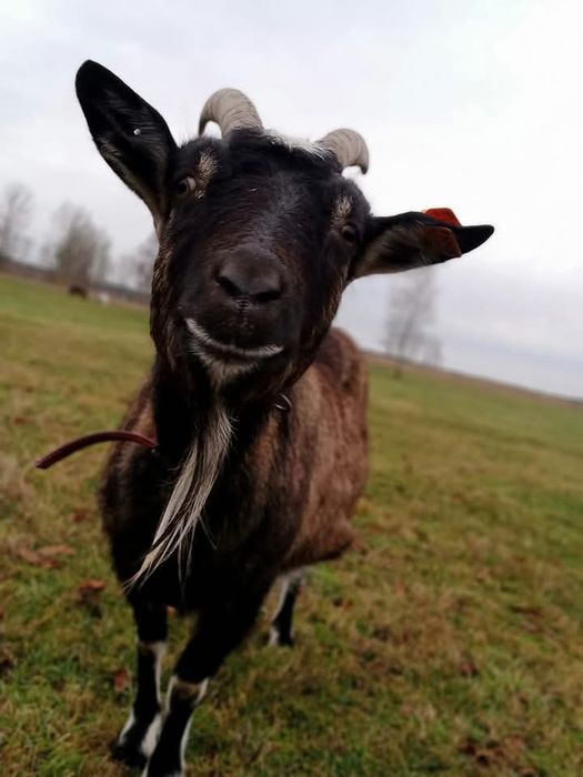 Kozie mleko ... Mleko prosto od kozy