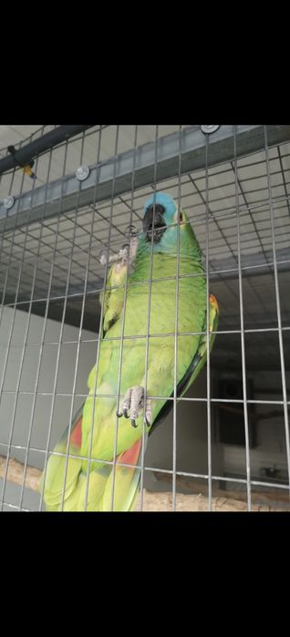 Macho amazonas aestiva xanthoperyx /troca