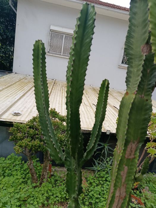 Suculentas de várias espécies