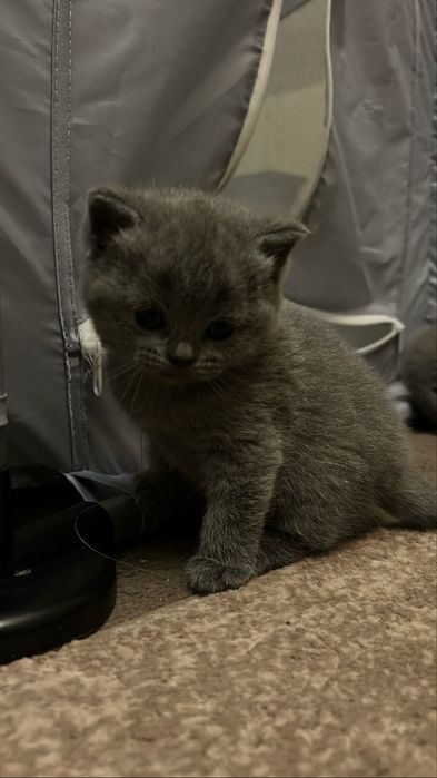 Британські котики
