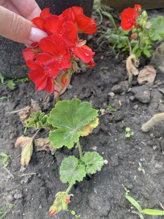 Герань, калачики (укорінюю під замовлення)