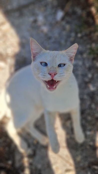 Gato jovem para adoção
