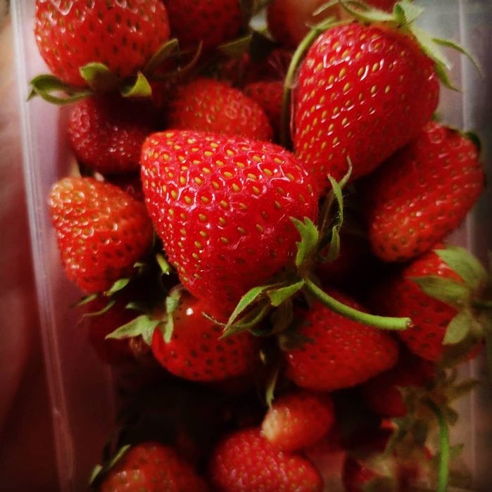 Саджанці полуниці Альба