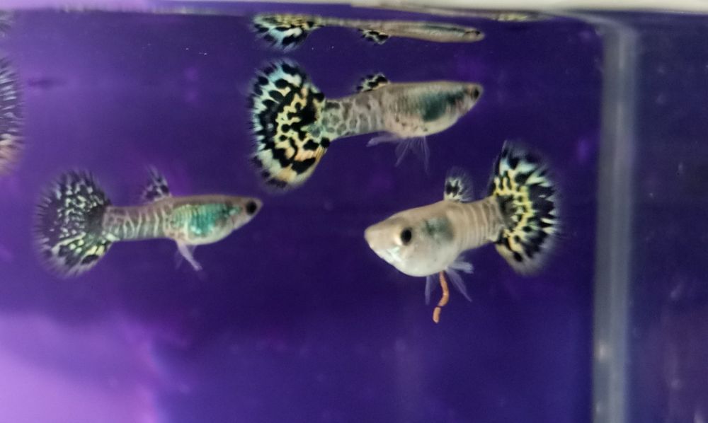 Guppies  Yellow Cobra