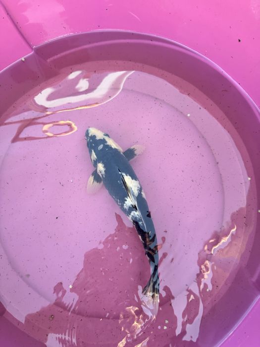 Carpa koi criacao 2024