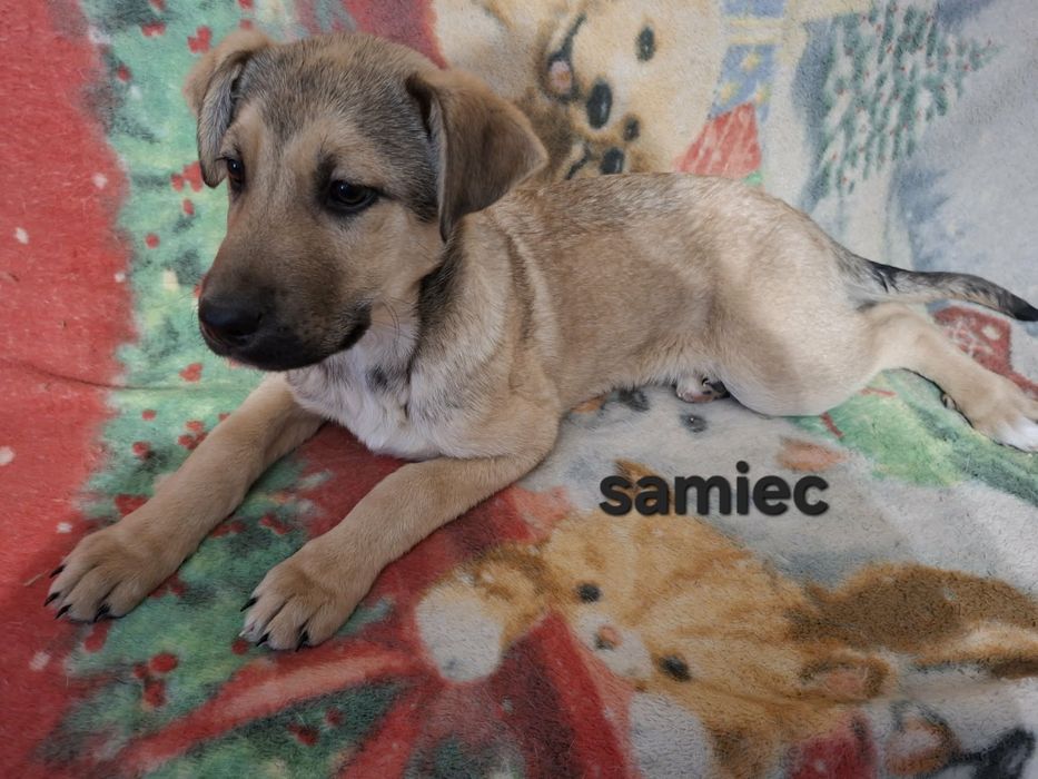 Oddam szczeniaki (pieski i suczki)