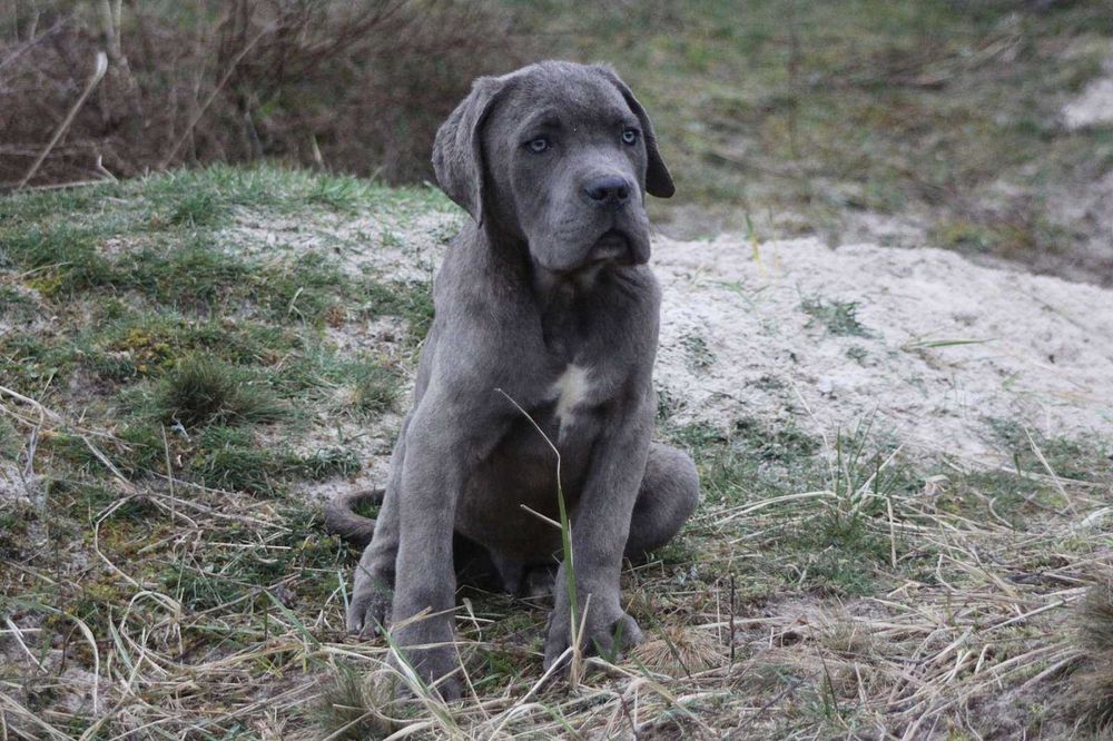 Хлопчик кане корсо