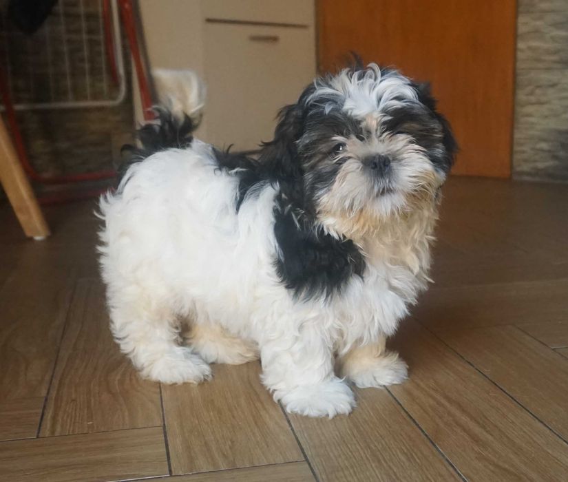 biało-czarny piesek shih tzu