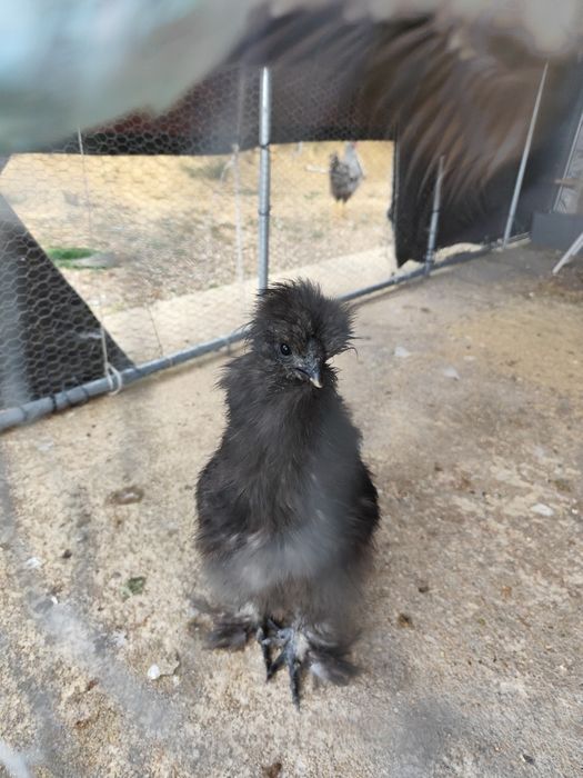 vendo dois galos da raça sedosa um com 3 meses e o outro com 1 anoo