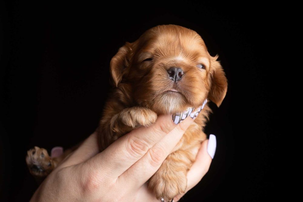 Cavalier King Charles Spaniel* Chłopczyk ruby