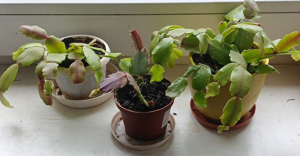 Рослина Декабрист