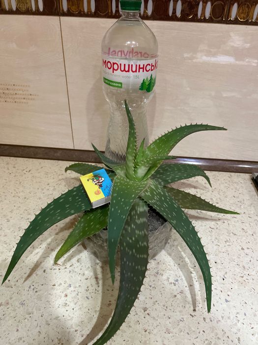 Алоэ -цветок здоровья и красоты