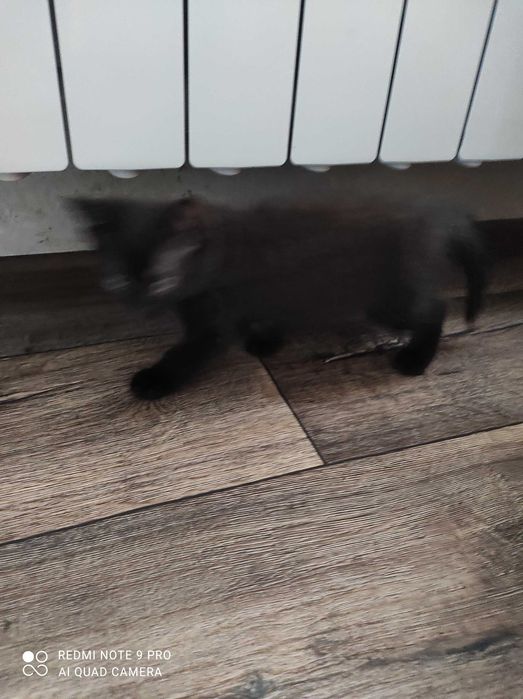 Котята мальчик и девочка