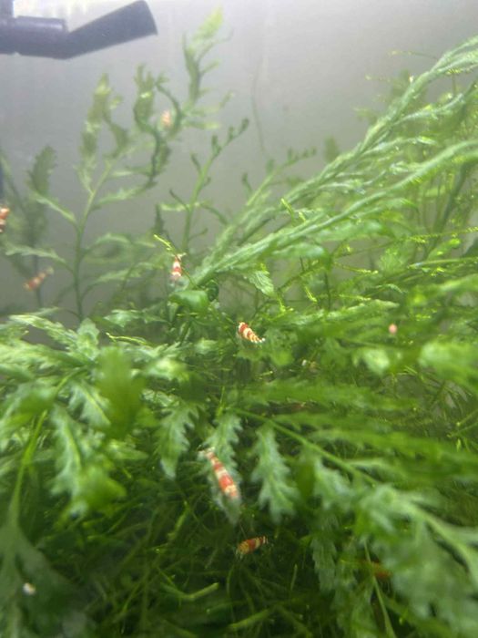 Krewetki red crystal