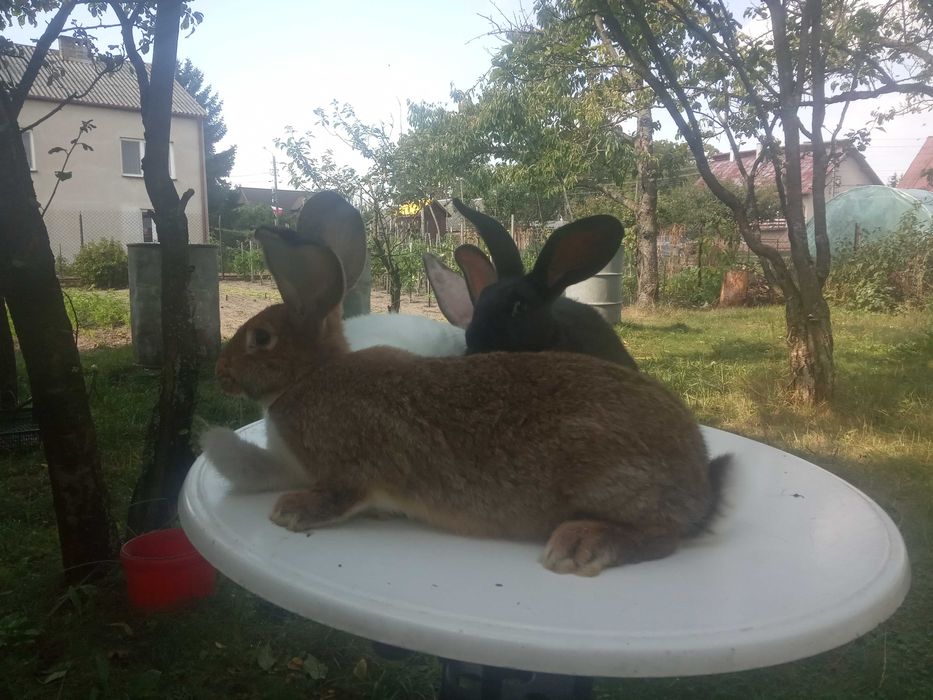 Mam do sprzedania króliki samce i samiczki