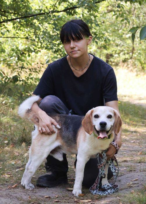 Suseł w typie beagla do adopcji