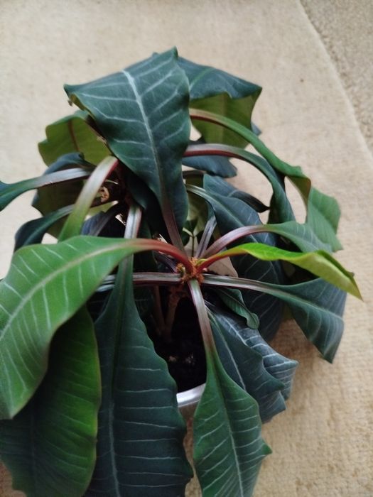 4 młode sadzonki wilczomlecza białounerwionego