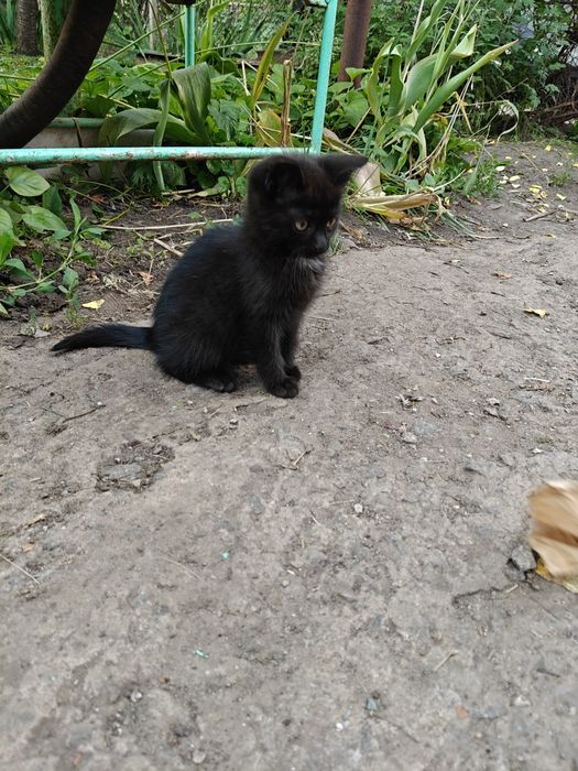 Бесплатно котенок, чёрненький остался