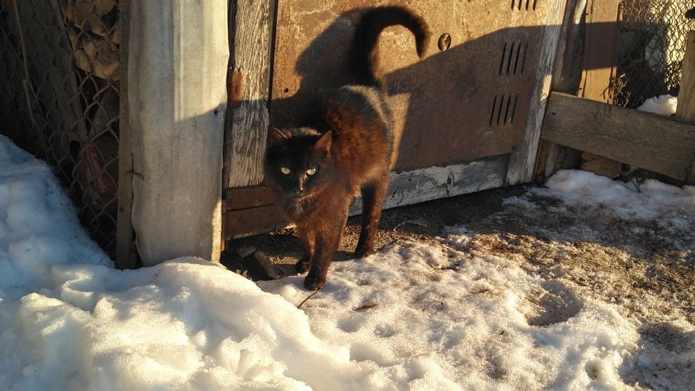 Кошенята хлопчики