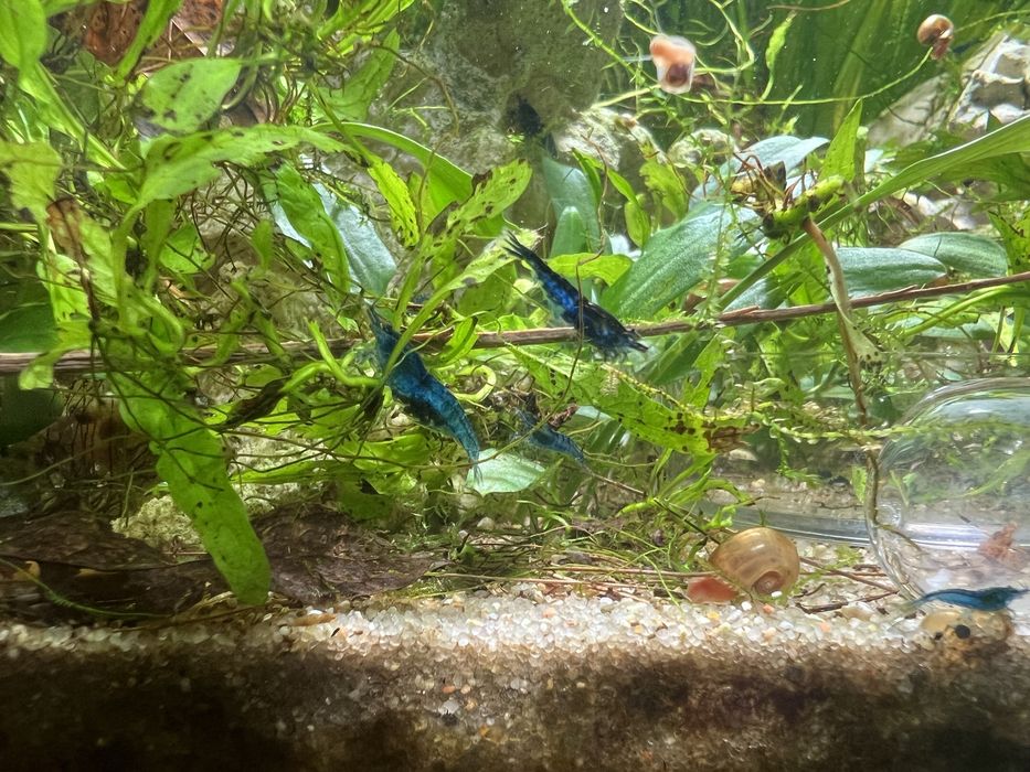 Camarões blue dream