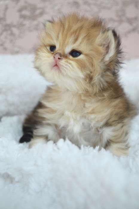 Британские котята золотая шиншилла