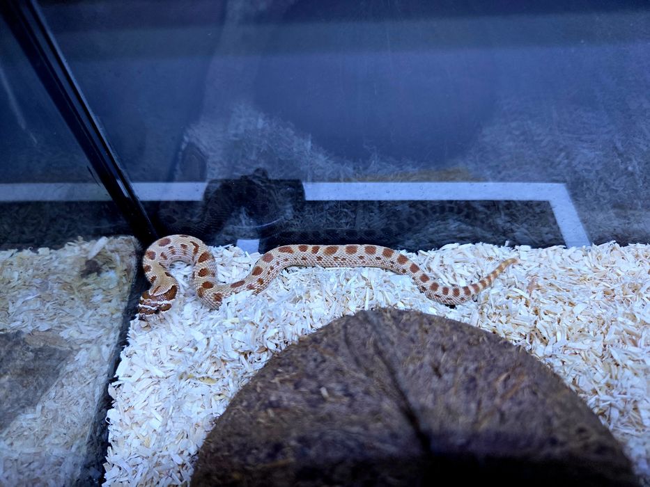 Wąż Heterodon nasicus – Pastel Anaconda SAMICA