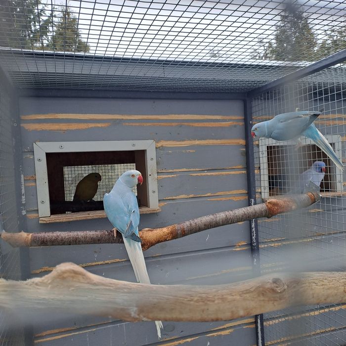 Aleksandretta aleksandretty