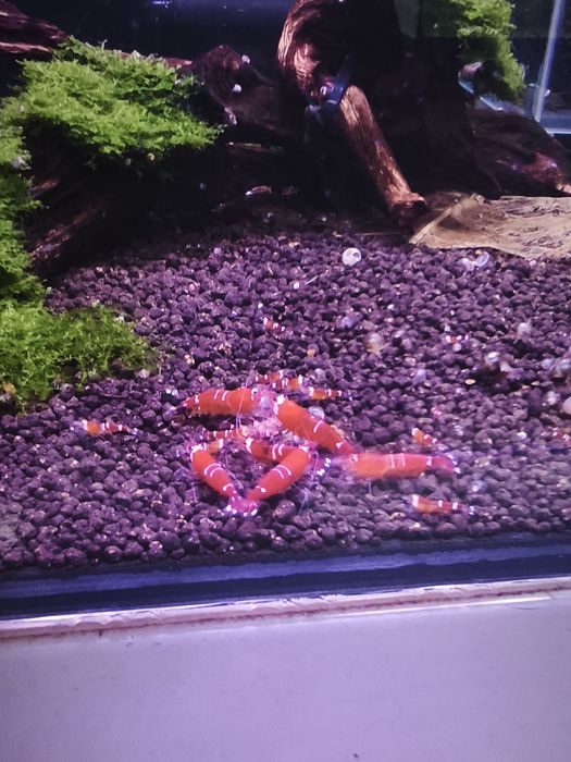 Super Crystal Red (SCR) - Caridina logemanni