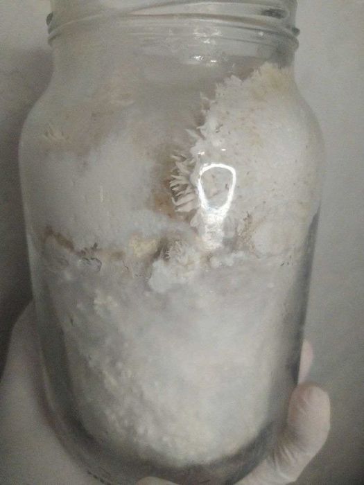 СКИДКА ‼️ Ежовик  250 грамм