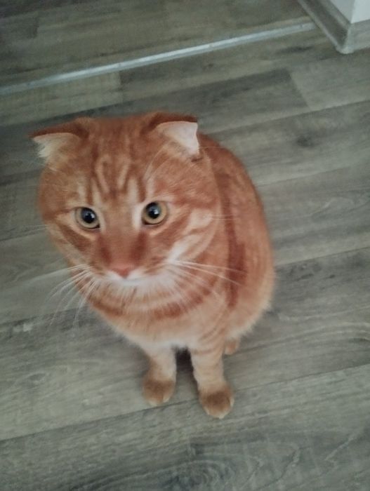 Отдам котика(кот) в хорошие руки