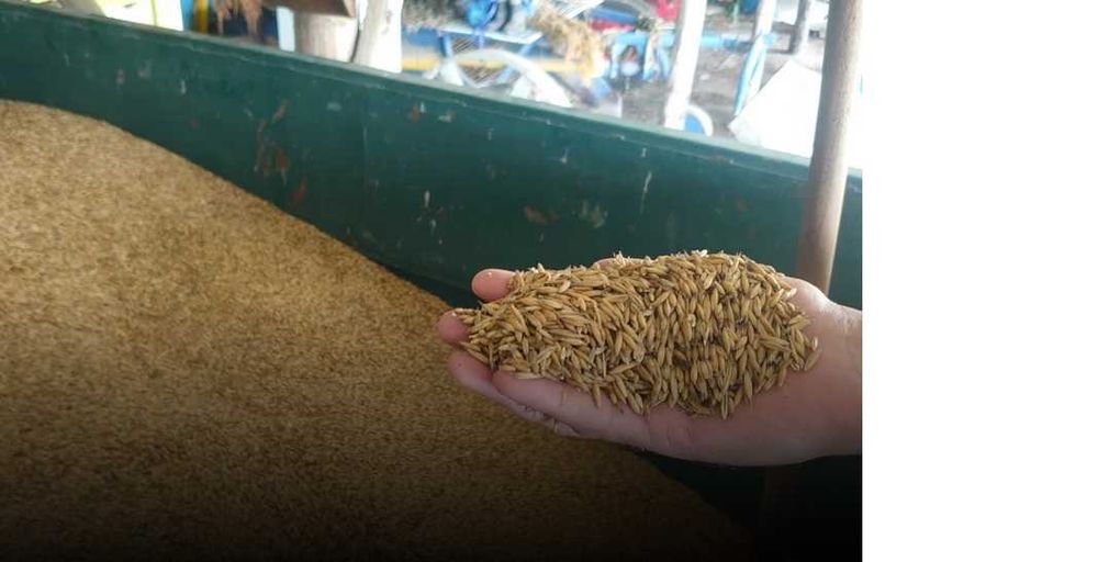 Owies, pellet, paliwo