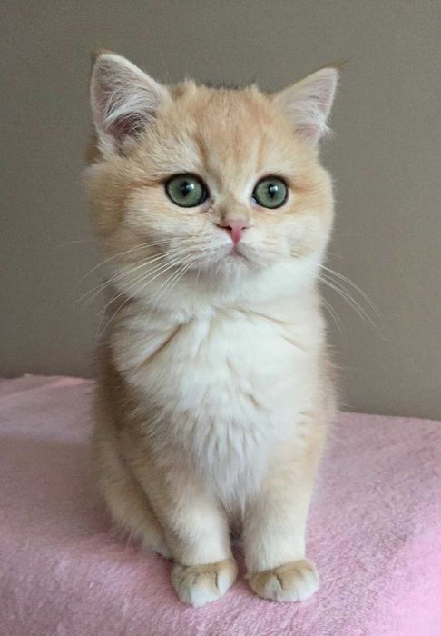 Kocurek, colour niebieska złota szynszyla