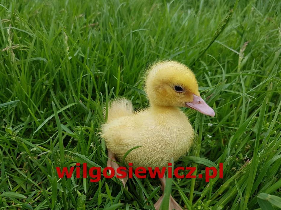 Kaczka pisklęta do dalszego odchowu