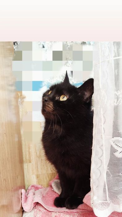 Отдам чёрную кошку, 3 года, стерилизована
