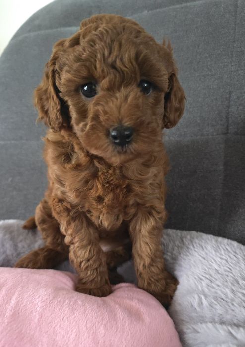 Pudel miniatura sunia pudelek red