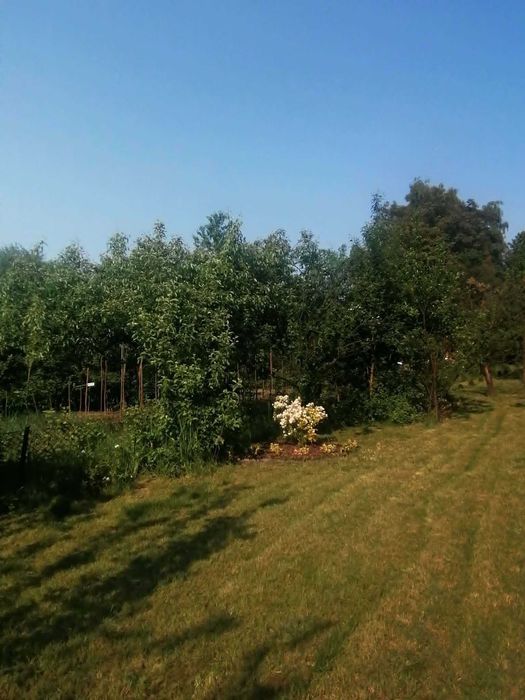 Odsprzedam prawa do działki ROD Żwirki i Wigury w Krakowie